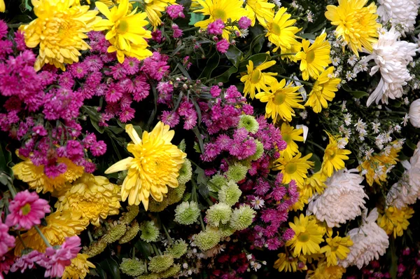 Σειρά από πολύχρωμα φρέσκα λουλούδια — Φωτογραφία Αρχείου