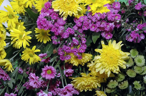 Серия красочных свежих цветов — стоковое фото