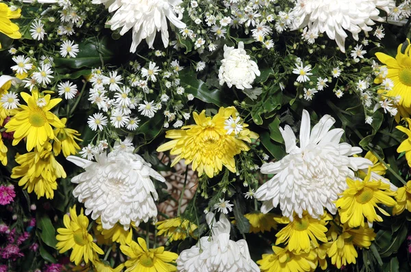 カラフルな新鮮な花のシリーズ — ストック写真