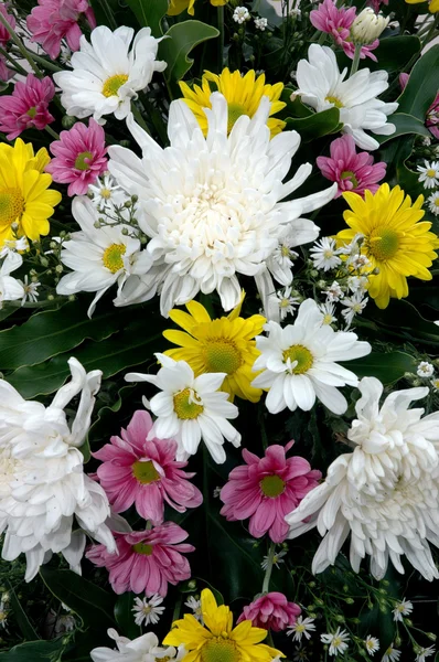 Sorozat színes friss virágok — Stock Fotó
