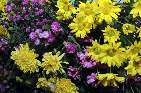Серия красочных свежих цветов — стоковое фото