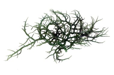 Fresh green seaweed clipart