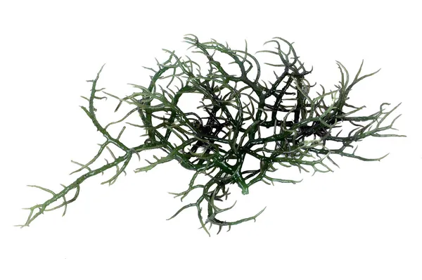 Fresh green seaweed — Stock Photo, Image