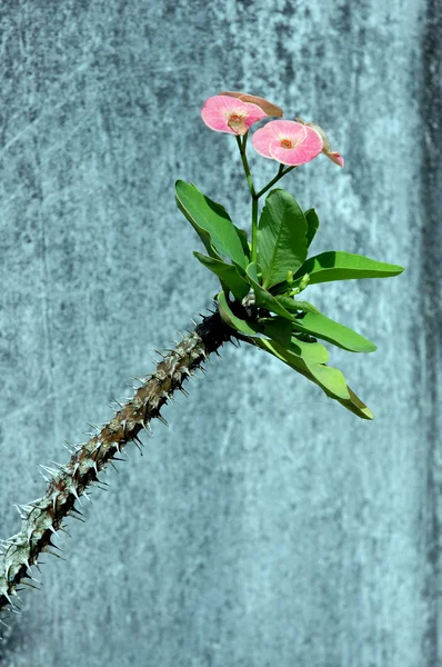 Różowe kwiaty z kolczaste pędy — Zdjęcie stockowe