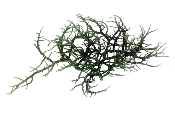 Свіжої зелені водорості Ліцензійні Стокові Фото