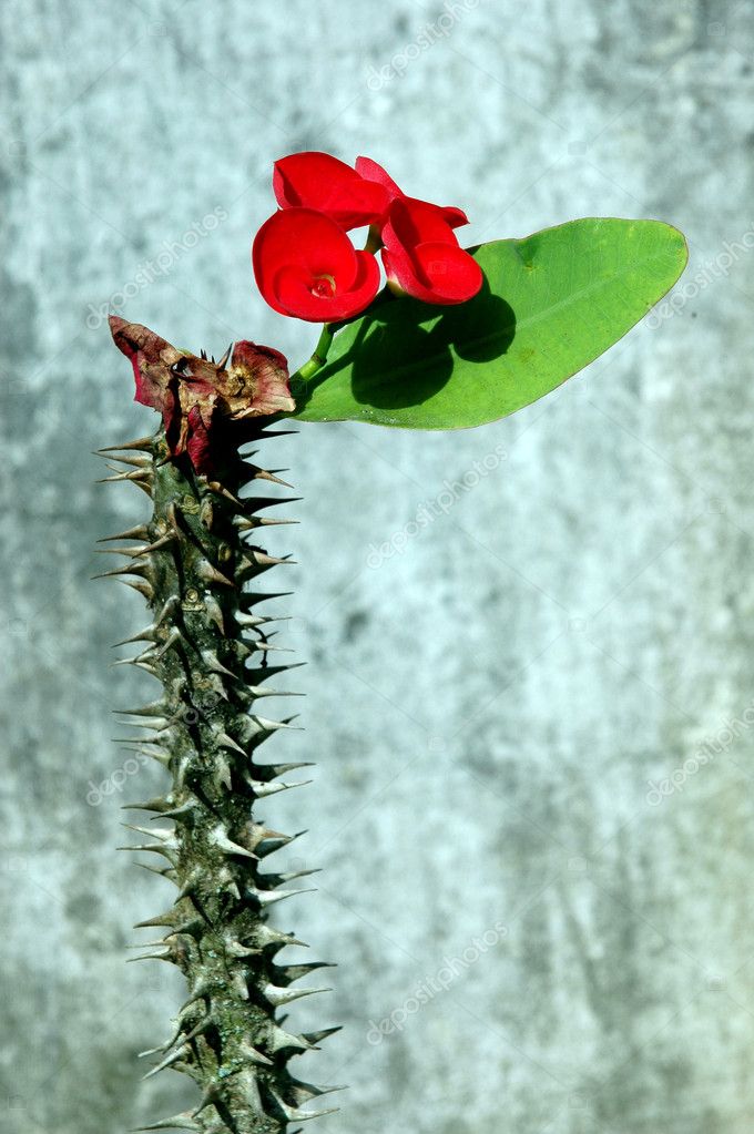 Red flowers with thorny stems Stock Photo © tempakul #8410410 Red flowers with thorny stems Stock Photo © tempakul #8410410