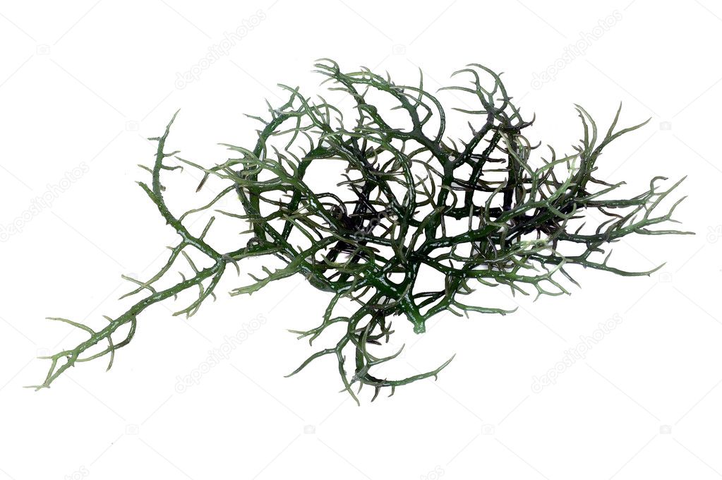 Fresh green seaweed