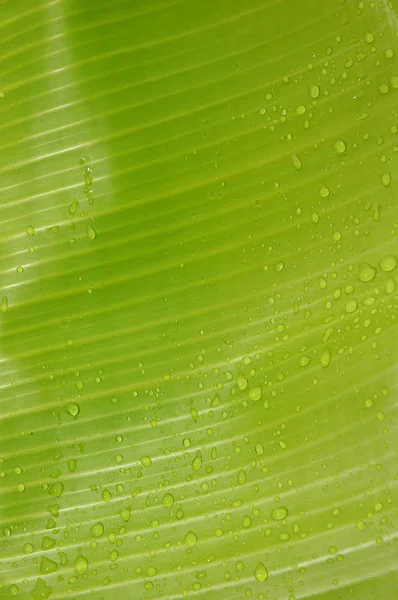 Textura e padrão detalhe folha de banana — Fotografia de Stock