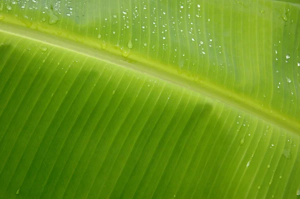 Tekstury i wzór liści bananów detal — Zdjęcie stockowe