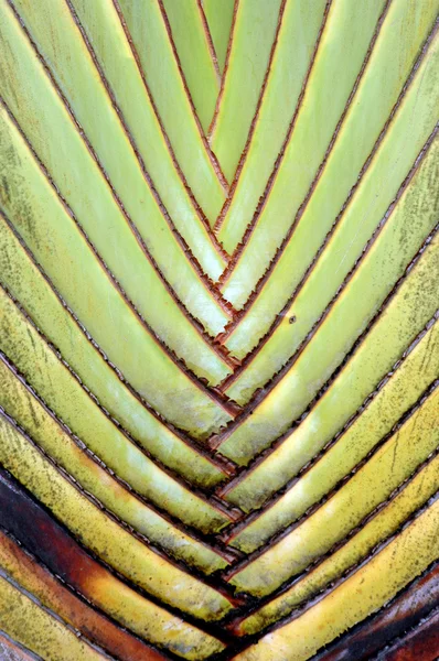 Textur und Muster Detail Bananenfächer — Stockfoto