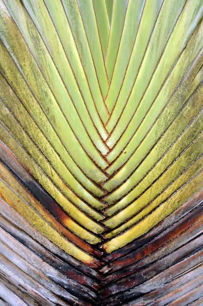 Texture and pattern detail banana fan — Stock Photo, Image