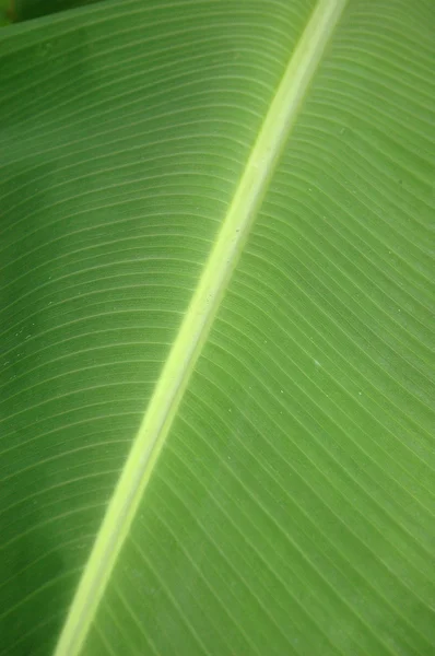 Texture and pattern detail banana leaf — Stock Photo, Image