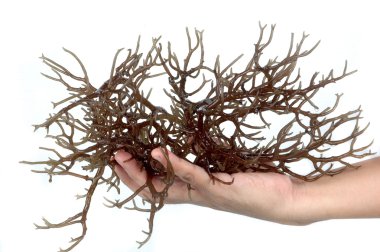 Hand holding fresh brown seaweed clipart