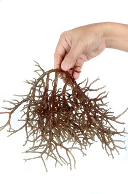 Hand holding fresh brown seaweed clipart