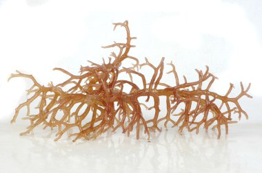 Fresh bright brown seaweed with reflection clipart