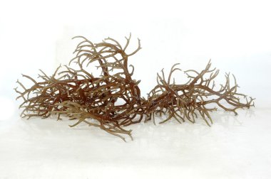 Fresh brown seaweed with reflection clipart