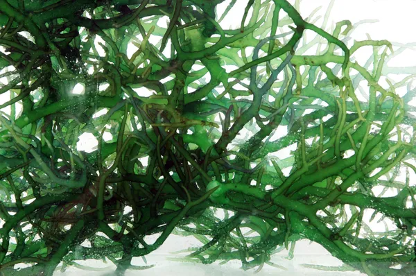 Algas verdes frescas na água — Fotografia de Stock