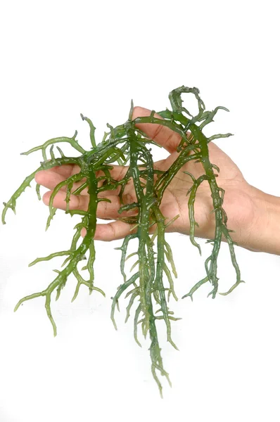 Mão segurando algas verdes frescas — Fotografia de Stock