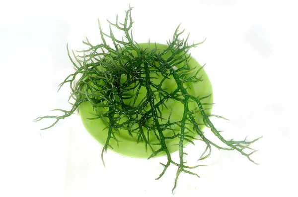 Algas verdes frescas em uma placa verde — Fotografia de Stock
