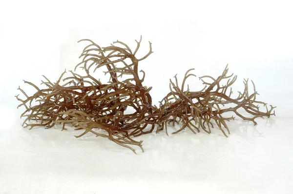 Fresh brown seaweed with reflection — Stock Photo, Image