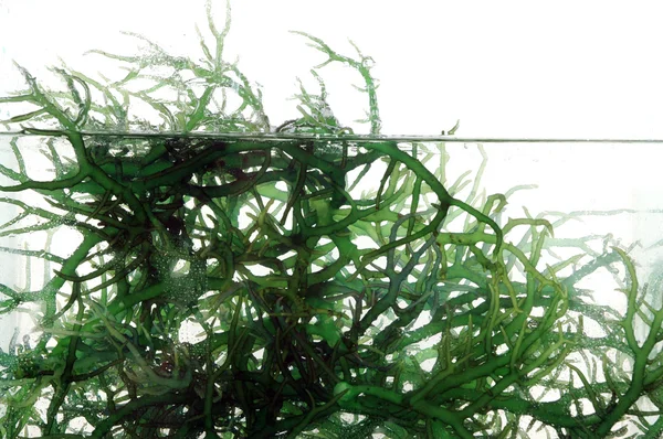 Färska gröna alger i vattnet Stockbild