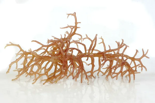 Rumput laut coklat yang segar dengan pantulan Stok Gambar