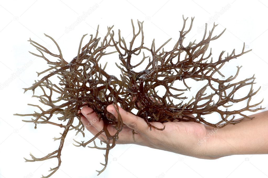 Hand holding fresh brown seaweed