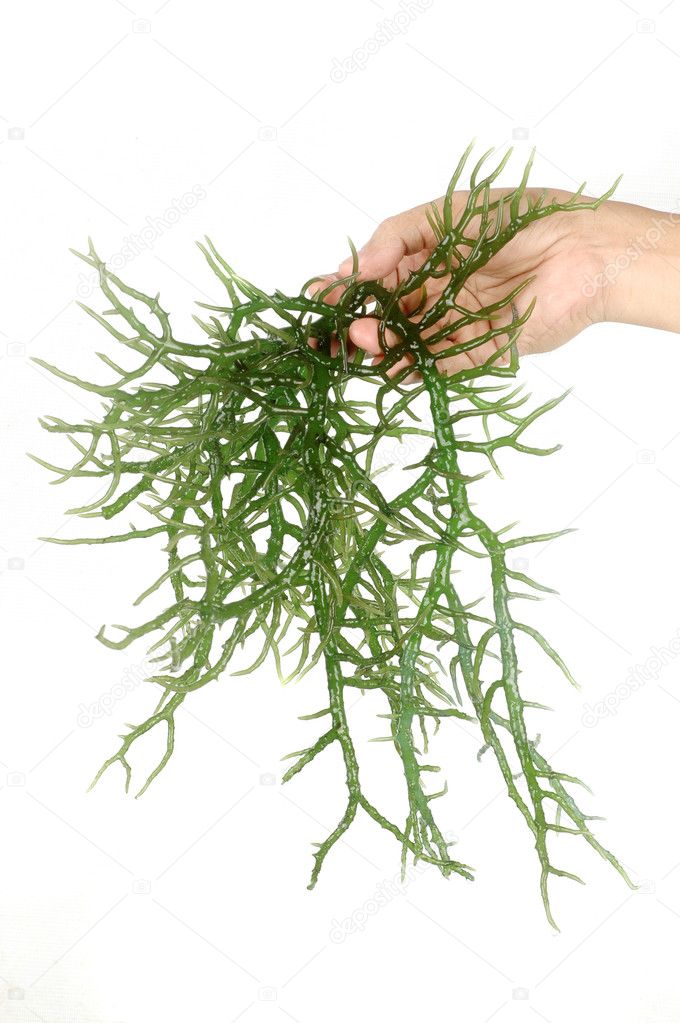Hand holding fresh green seaweed
