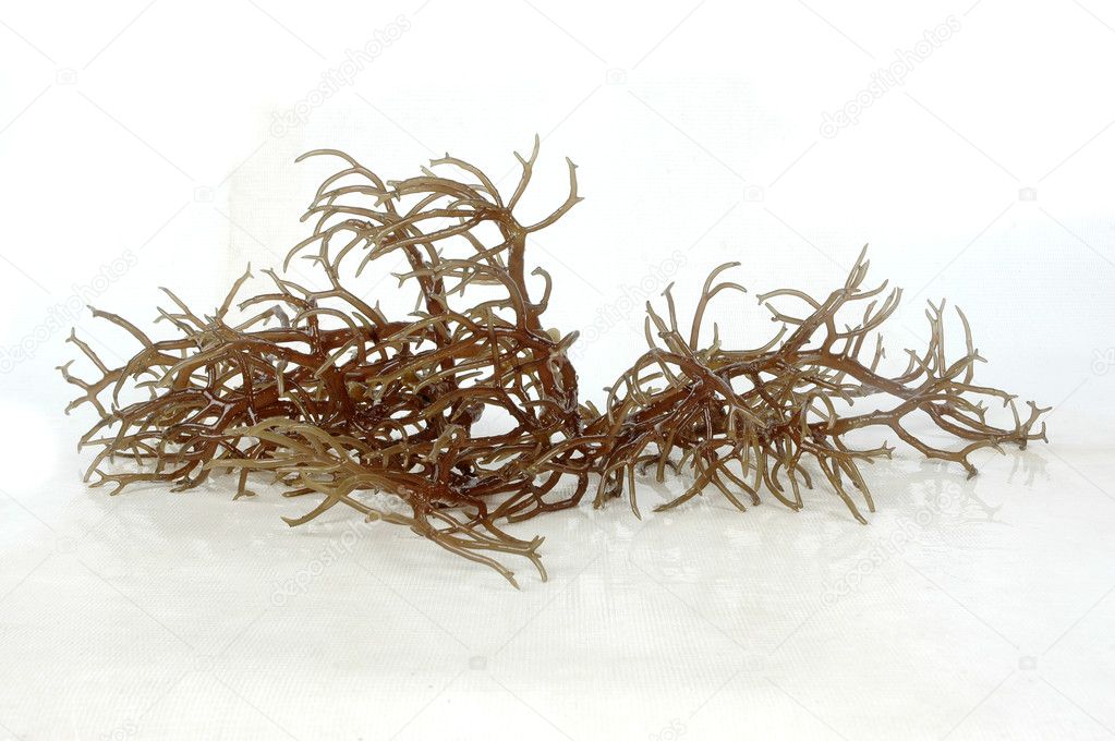 Fresh brown seaweed with reflection