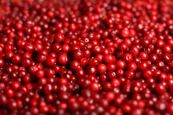 Cowberry background. — Stock Photo, Image