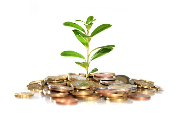 Money and plant. — Stock Photo, Image