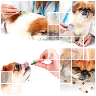 Veterinary care. clipart