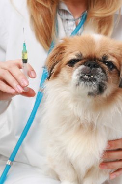 Dog Healthcare: vaccination. clipart