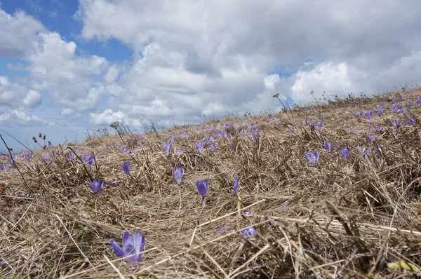 stock image Crocus field