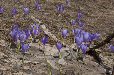 Crocuses in a field clipart