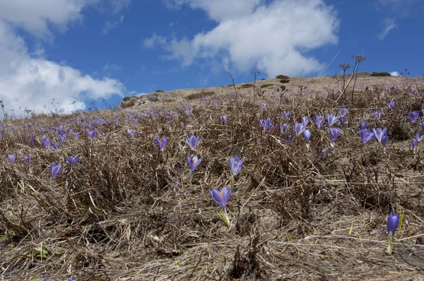 stock image Crocus field