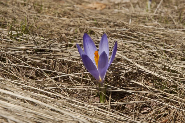 Crocus in a field — Stock Photo, Image