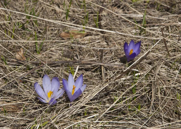 Crocuses in a field — Stock Photo, Image