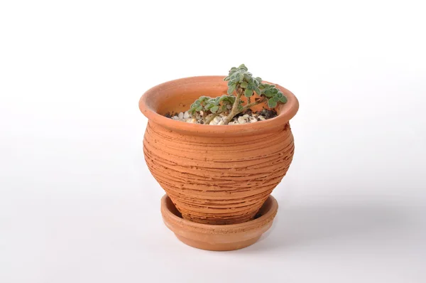 Saksının içinde aeonium