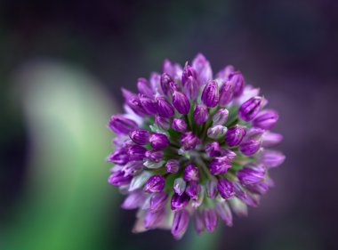 yakın çekim flourusing mor allium giganteum