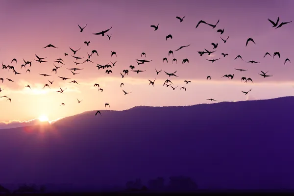 Bandada de aves volando al atardecer sobre el monte al atardecer — Foto de Stock