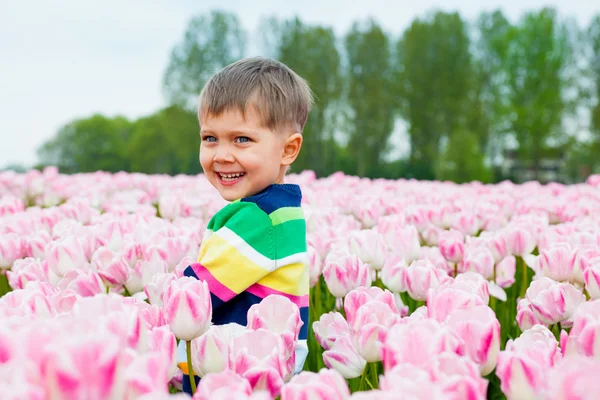 Niño en el campo de tulipanes —  Fotos de Stock