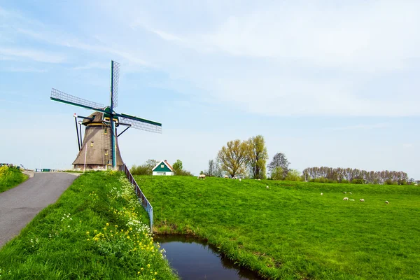 Wiatrak holenderski. Holandia — Zdjęcie stockowe