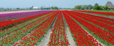 A spring field with red tulips. Panorama clipart