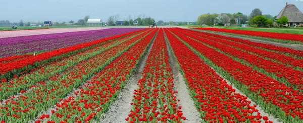 Um campo de primavera com tulipas vermelhas. Panorama — Fotografia de Stock