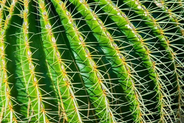 Stock image Close-up cactus