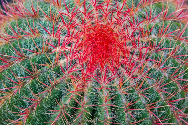 stock image Close-up cactus