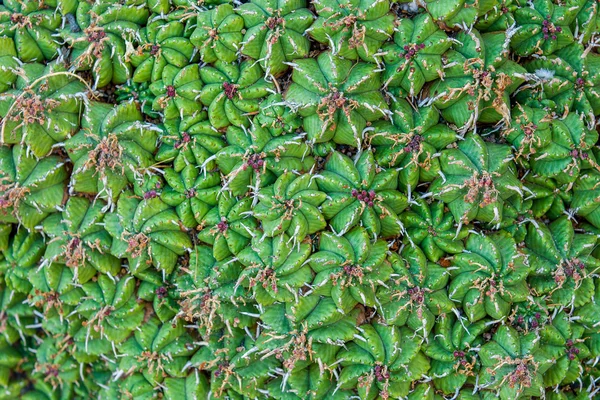 stock image Close-up cactus