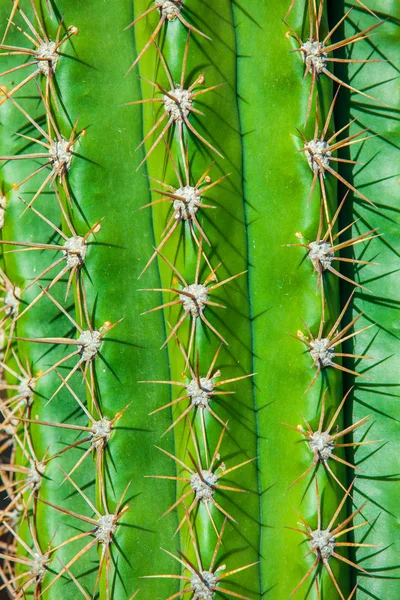 stock image Close-up cactus