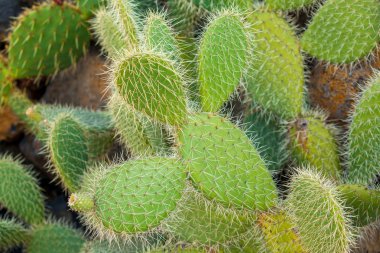 Close-up cactus clipart